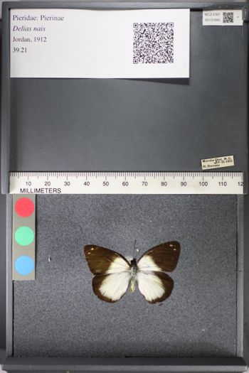Media type: image;   Entomology 131685